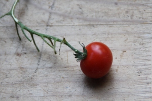 tomaat 002